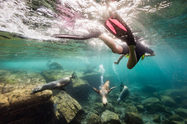 Sea lions, Baja California