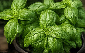 Basil growing aboard Shamrocket