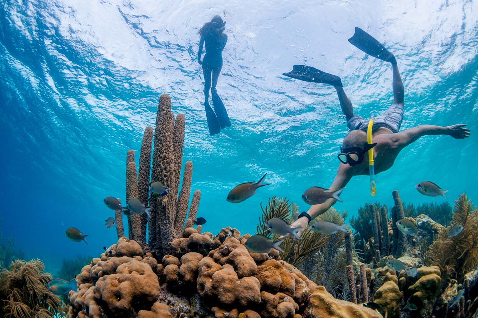 Bonaire reef snorkeling