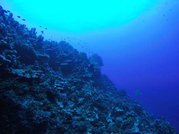 Chile deep reef wall