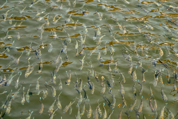 Colombia Pacific waters