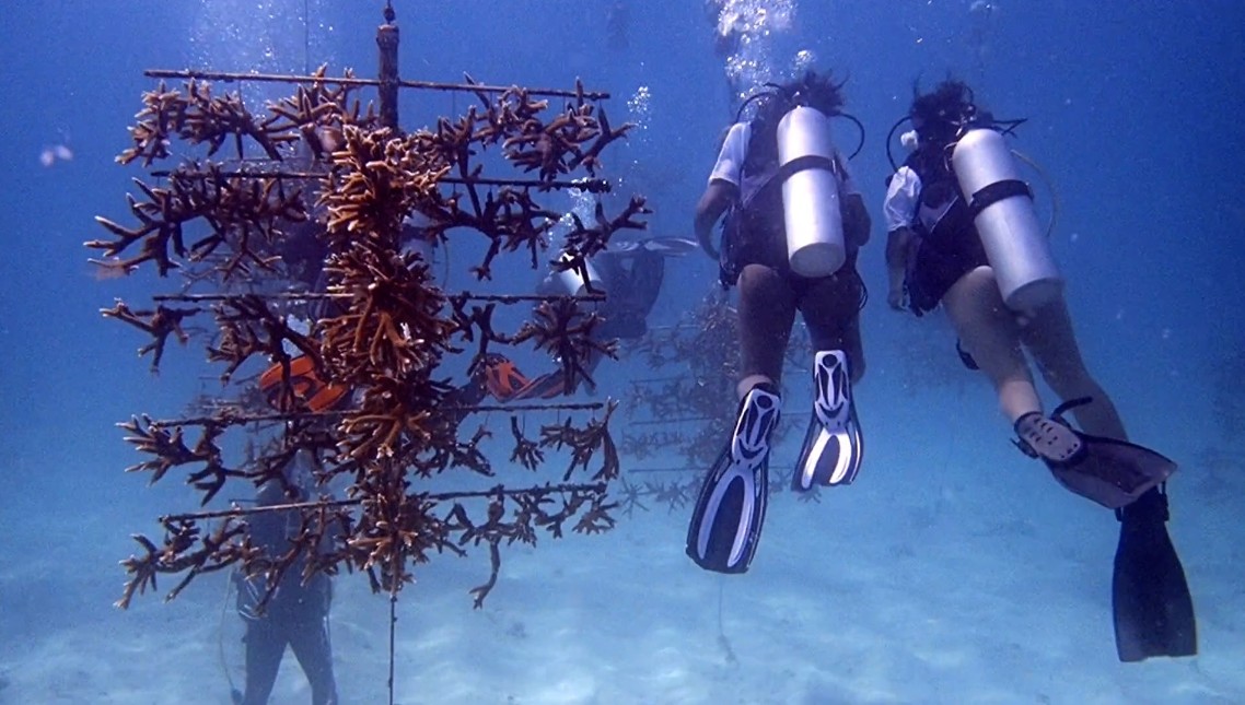 Divers at a coral restoration nursery