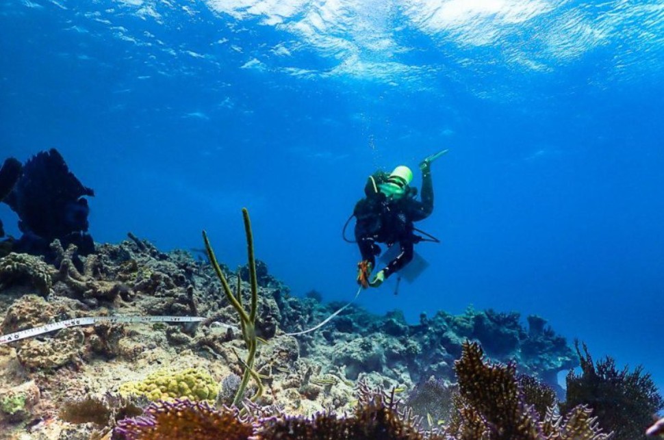 Diver over a shallow reef
