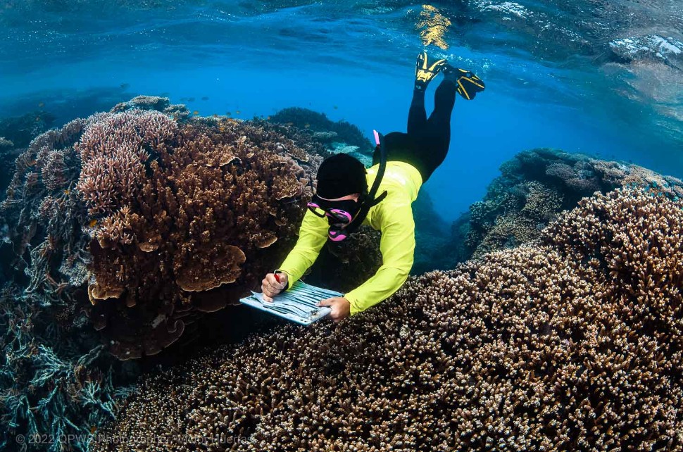 Snorkeler surveying a coral head