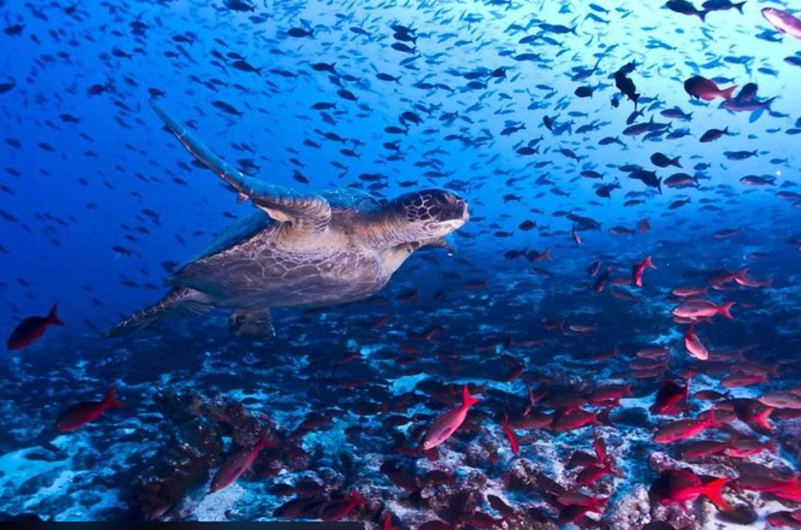 Tortuguero, Costa Rica