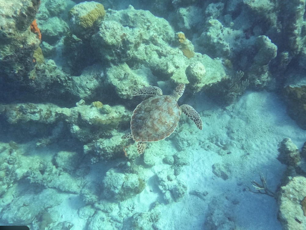 Cahuita reef, Costa Rica