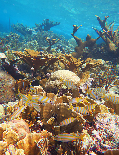 Cura&ccedil;ao reef