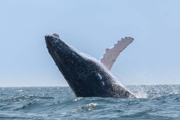Humpback whale breaching, Ecuador Pacific