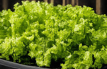 Loose leaf lettuce growing aboard Shamrocket
