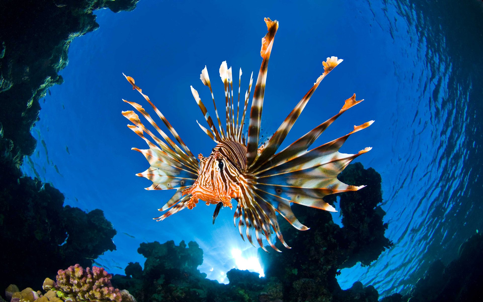 Lionfish on reef