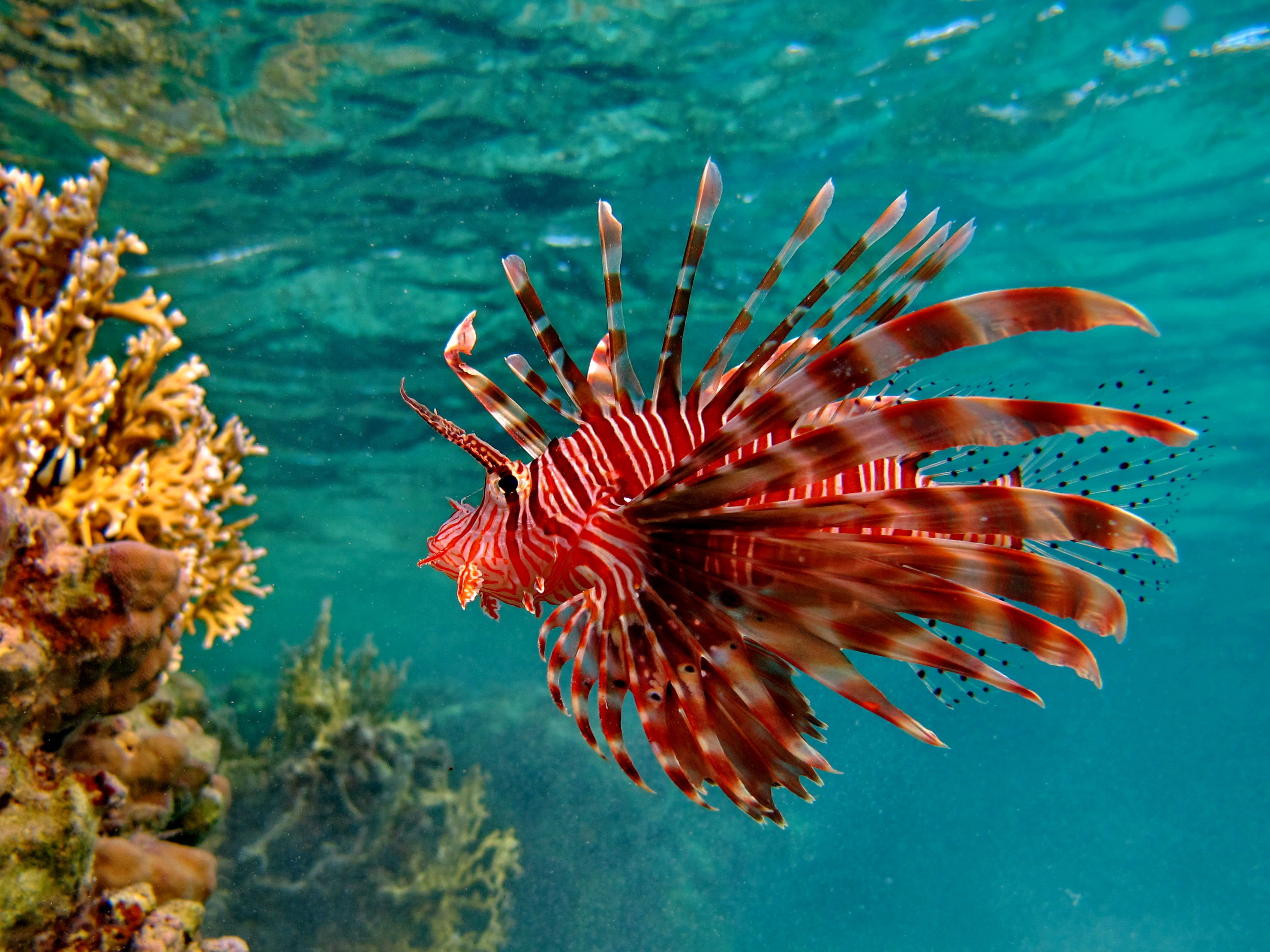 Lionfish close-up