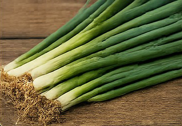 Onion greens growing aboard Shamrocket