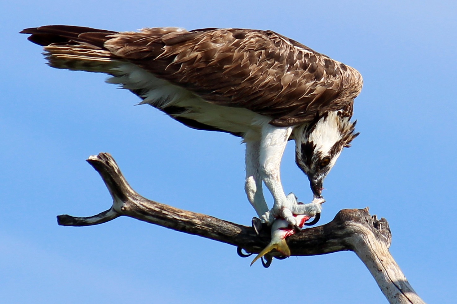 Osprey on a coastal perch
