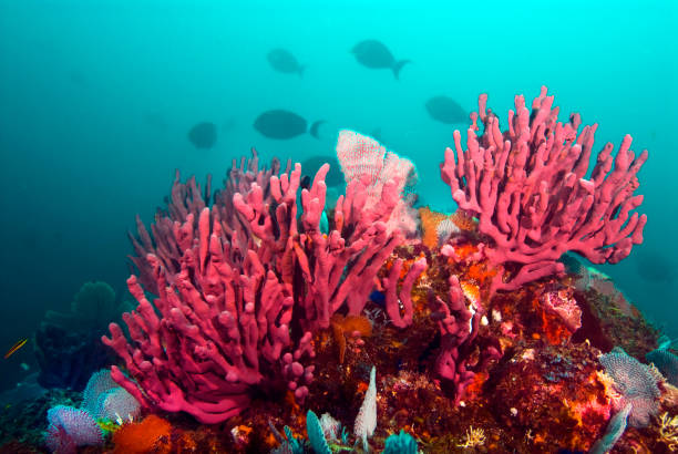 Coiba reef, Panama Pacific