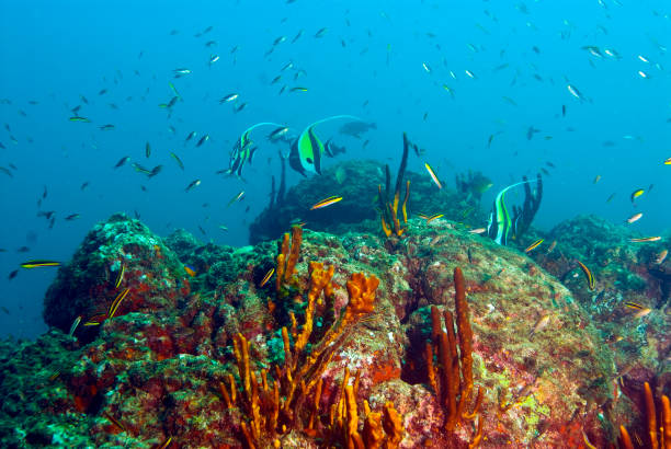 Panama Pacific reef fish