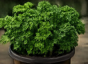 Parsley growing aboard Shamrocket