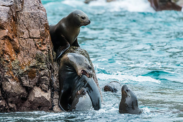 Sea lions on rocks, Paracas Peru