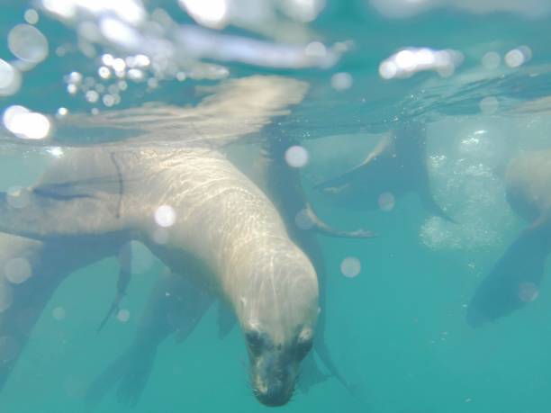 Sea lion underwater, Peru