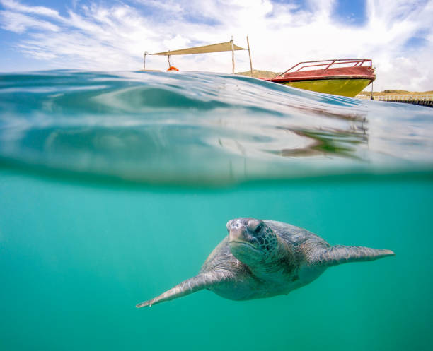 Turtle and boat, Peru Pacific