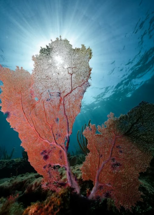 Rim Run snorkeling scene 3