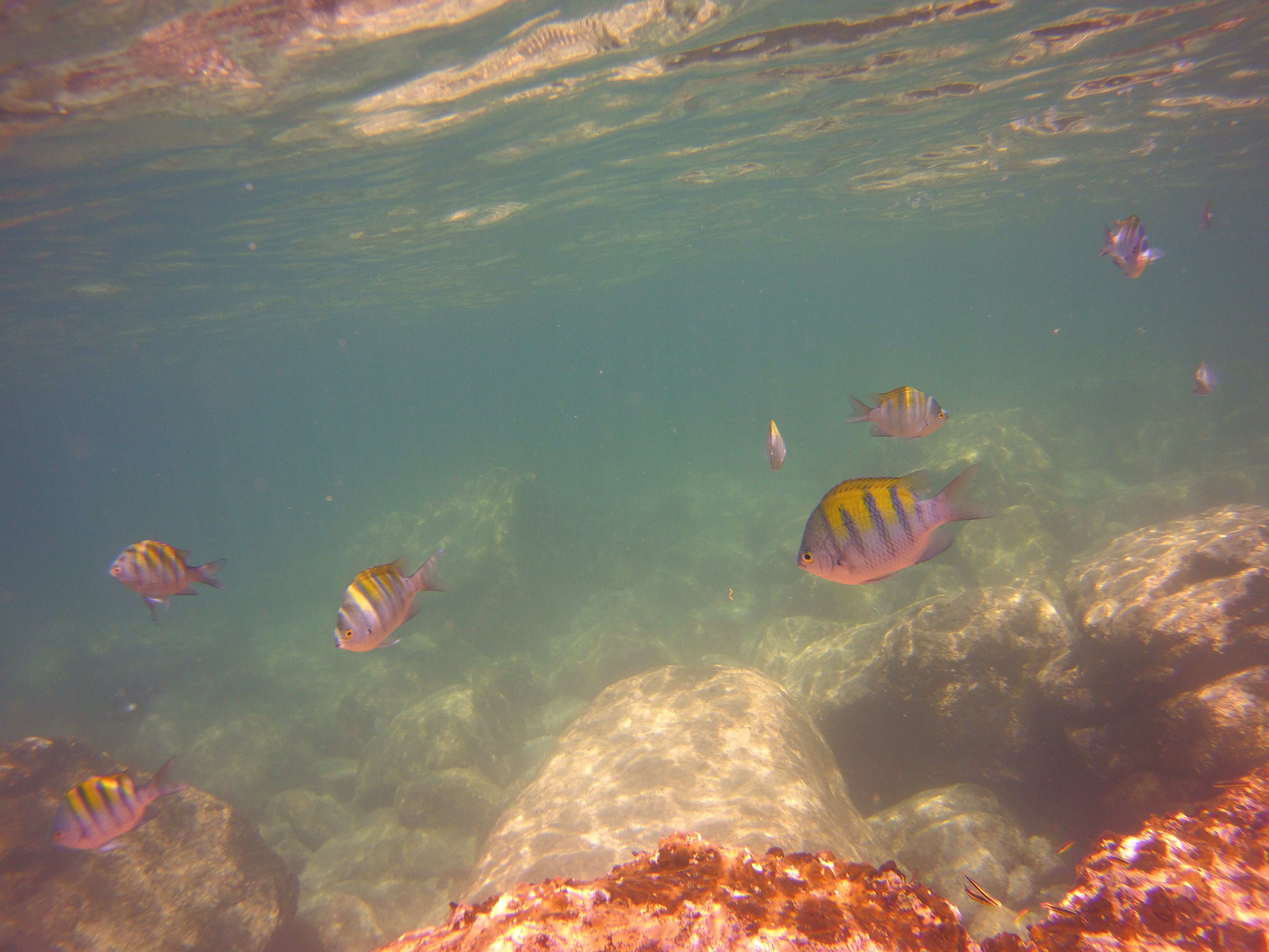 Sergeant majors over shallow reef