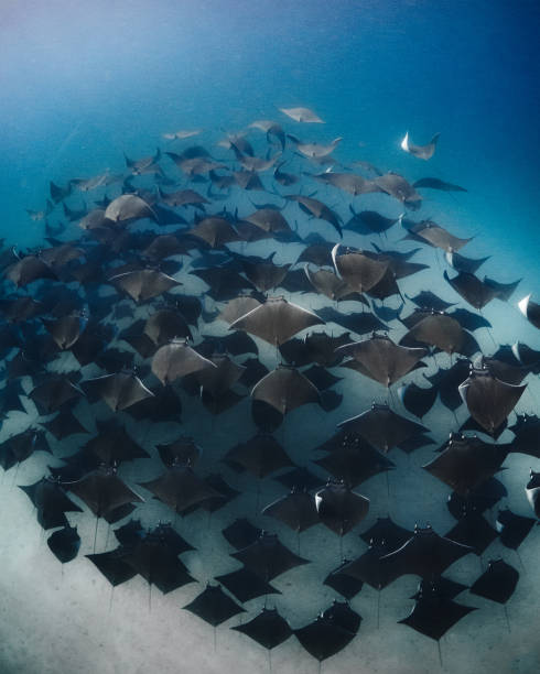 Mobula ray aggregation, Sea of Cortez