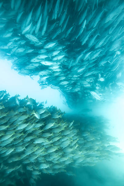 Sardine run, Sea of Cortez