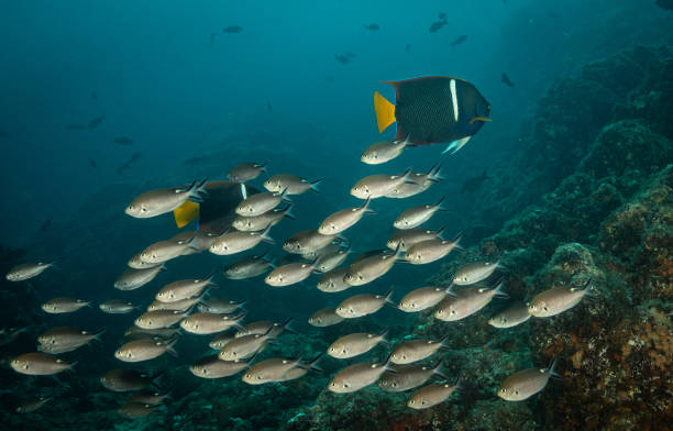 King angelfish, Sea of Cortez
